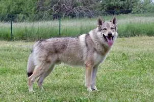 Czechoslovakian Vlcak